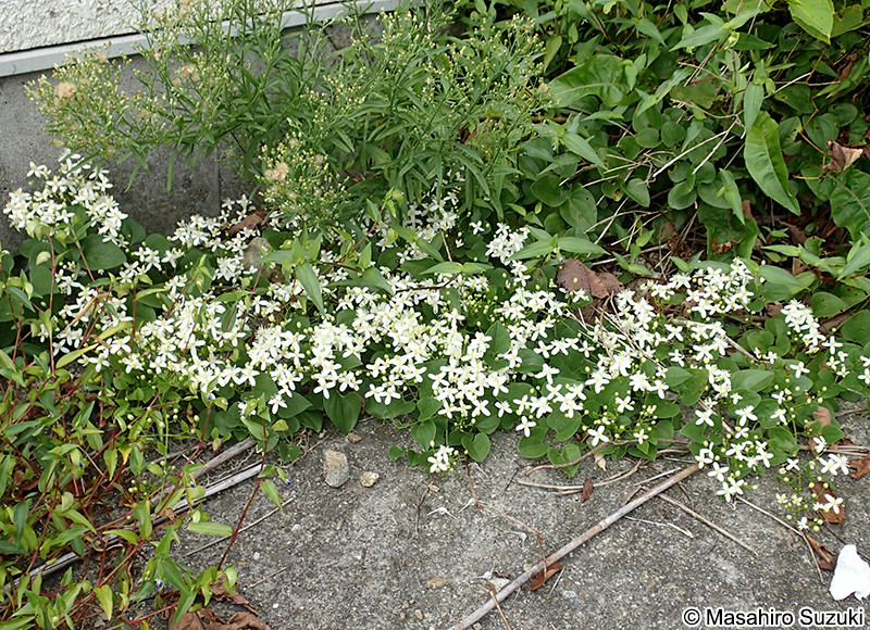 センニンソウ Clematis terniflora