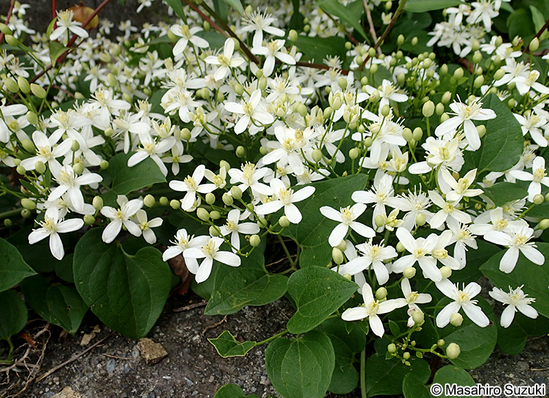 センニンソウ Clematis terniflora