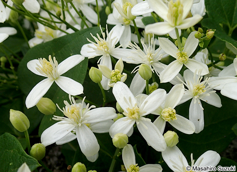 センニンソウ Clematis terniflora