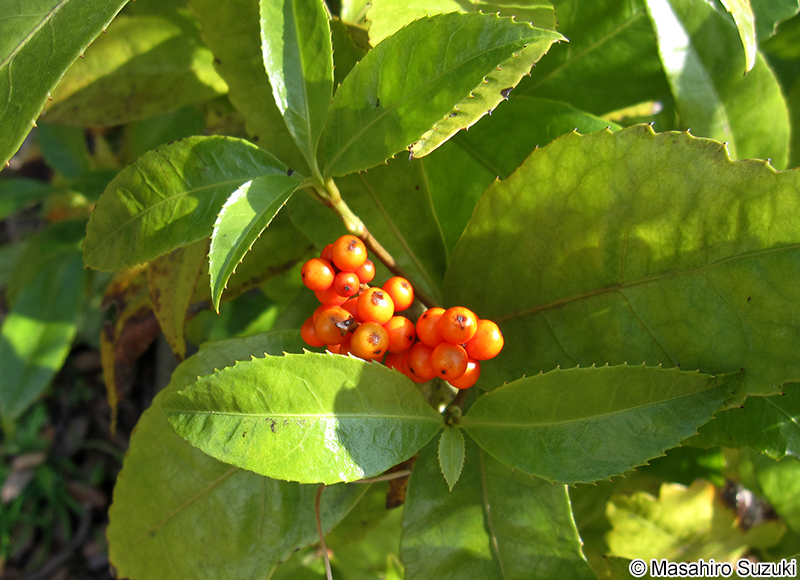 センリョウ Sarcandra glabra