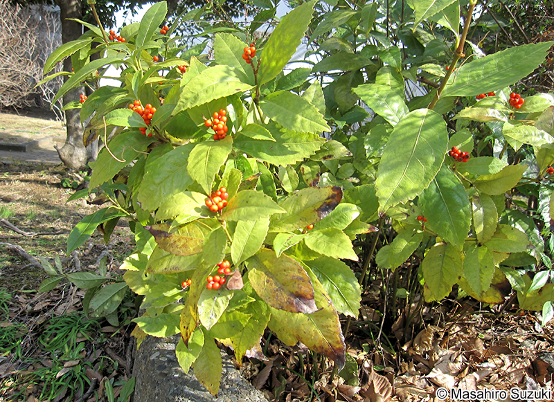 センリョウ Sarcandra glabra