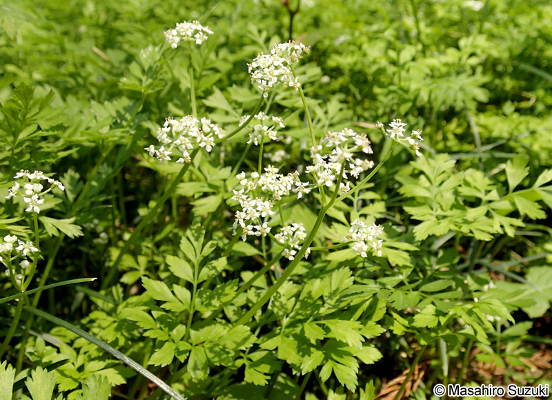 セントウソウ Chamaele decumbens