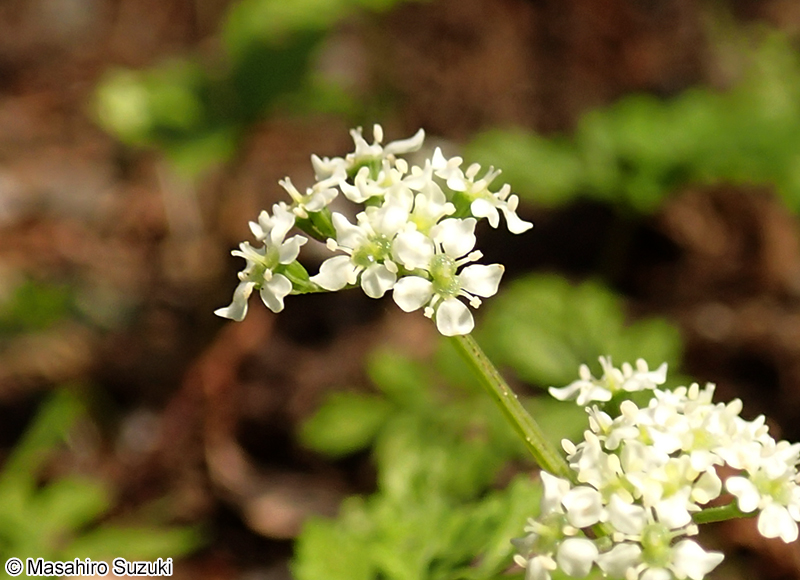 セントウソウ Chamaele decumbens