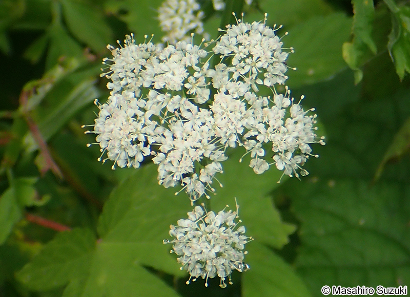 セリ Oenanthe javanica