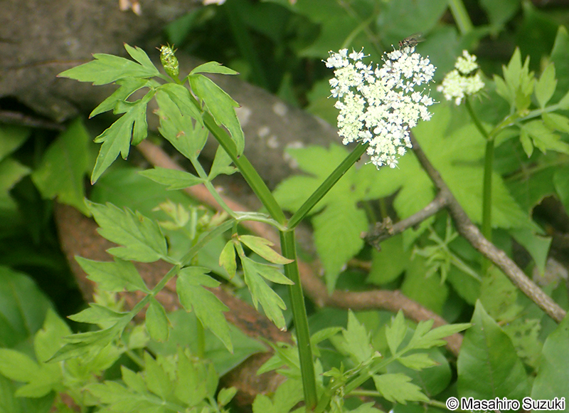 セリ Oenanthe javanica