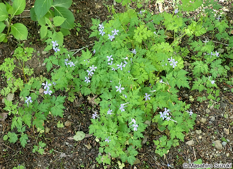 セリバヒエンソウ Delphinium anthriscifolium