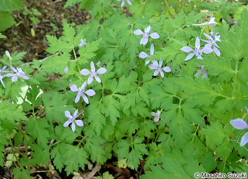 セリバヒエンソウ Delphinium anthriscifolium