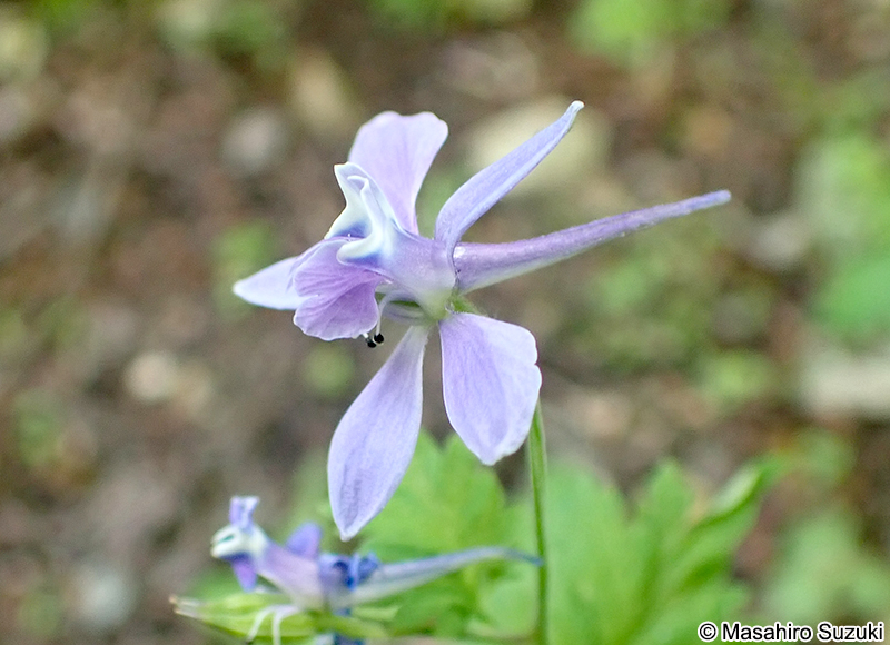 セリバヒエンソウ Delphinium anthriscifolium