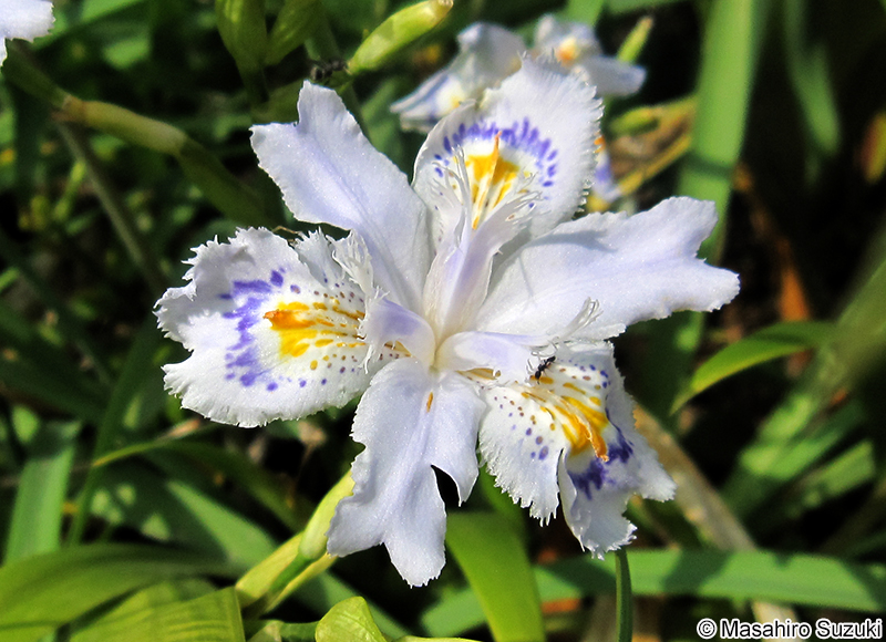 シャガ Iris japonica