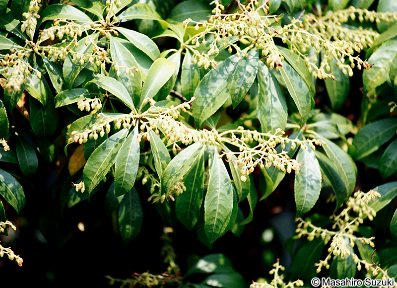 シャシャンボ Vaccinium bracteatum