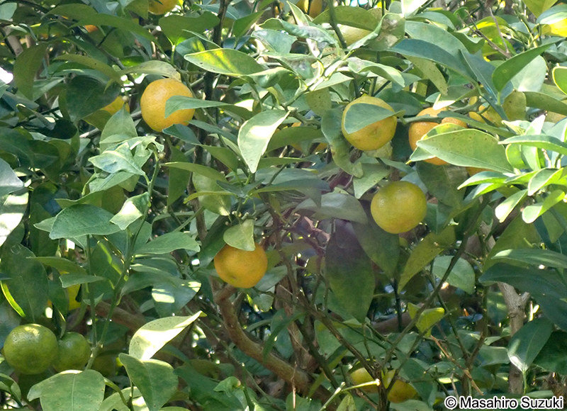 シークヮーサー Citrus depressa