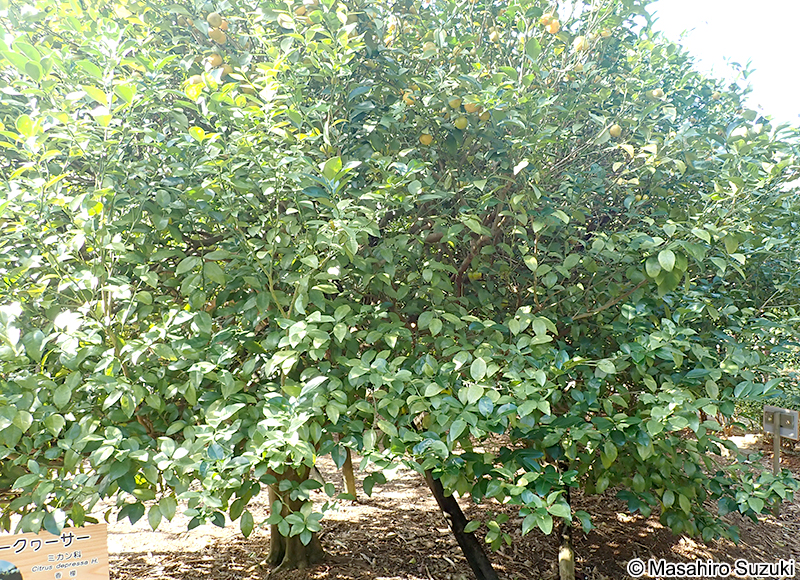 シークヮーサー Citrus depressa