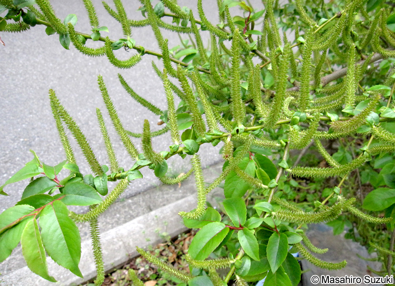 シバヤナギ Salix japonica