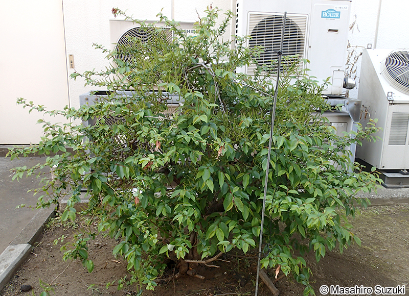 シバヤナギ Salix japonica