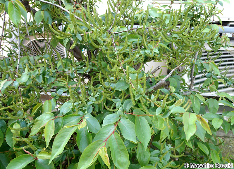 シバヤナギ Salix japonica