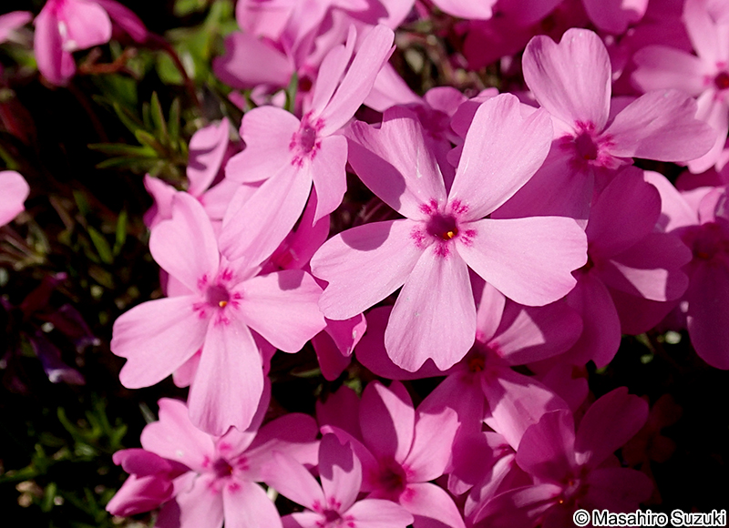 シバザクラ Phlox subulata