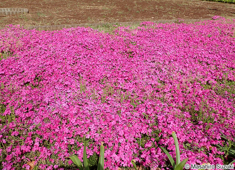 シバザクラ Phlox subulata