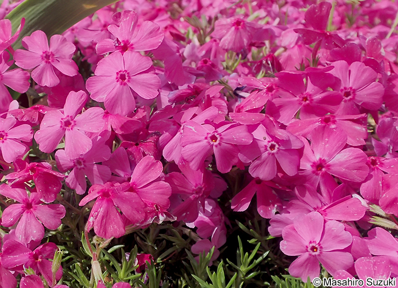 シバザクラ Phlox subulata