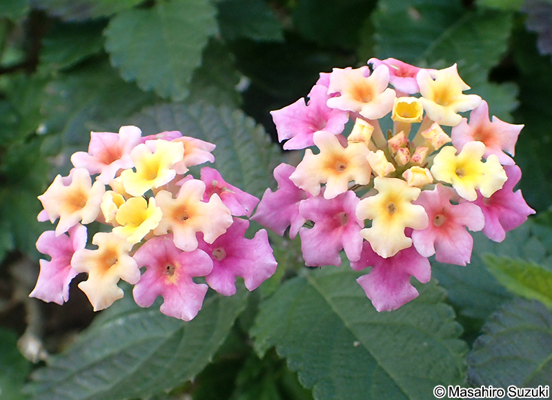 シチヘンゲ（ランタナ） Lantana camara subsp. aculeata