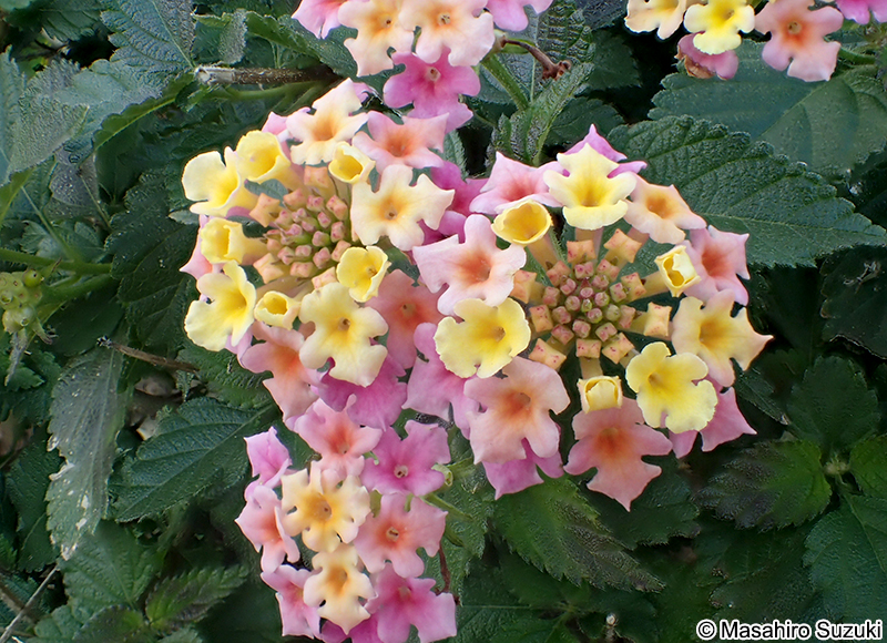シチヘンゲ（ランタナ） Lantana camara subsp. aculeata
