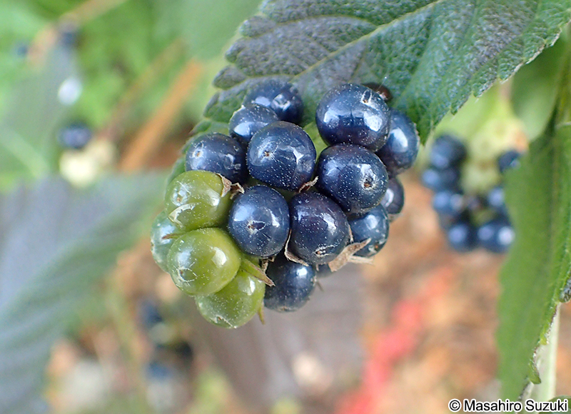 シチヘンゲ（ランタナ）の果実