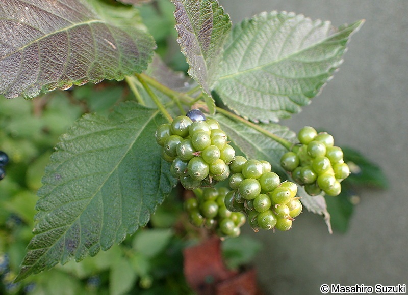 シチヘンゲ（ランタナ） Lantana camara subsp. aculeata