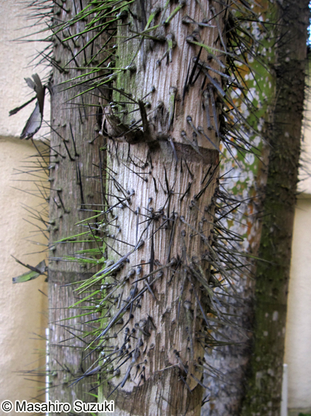 ニボンヤシ Oncosperma tigillarium