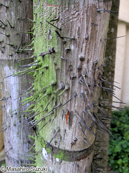 ニボンヤシ Oncosperma tigillarium