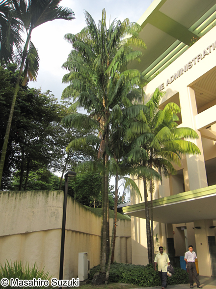 ニボンヤシ Oncosperma tigillarium