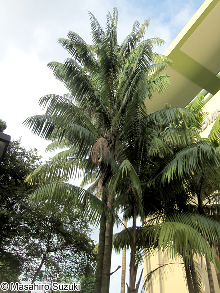 ニボンヤシ Oncosperma tigillarium