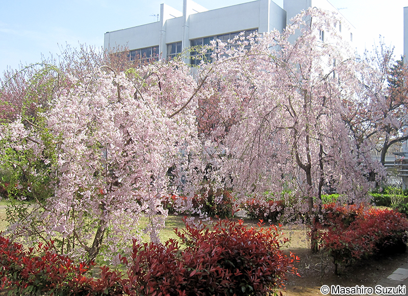 シダレザクラ Cerasus itosakura