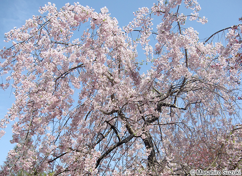 シダレザクラ Cerasus itosakura