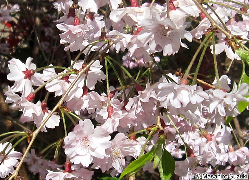 シダレザクラ Cerasus itosakura