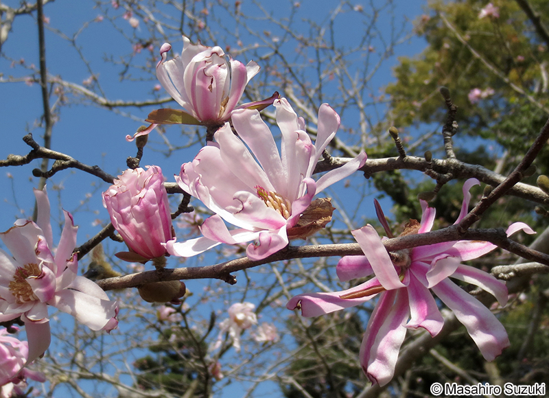 シデコブシ Magnolia stellata