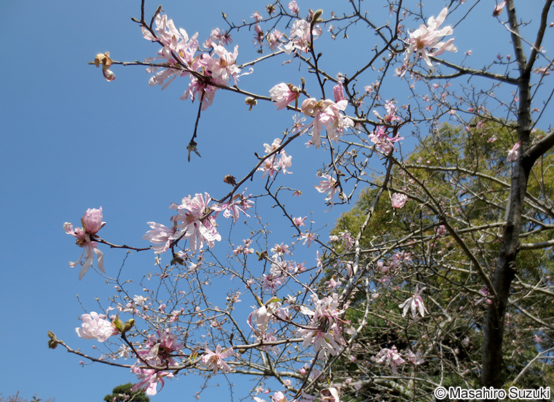 シデコブシ Magnolia stellata