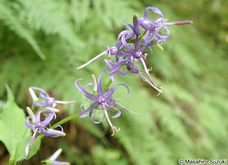 シデシャジン Asyneuma japonicum