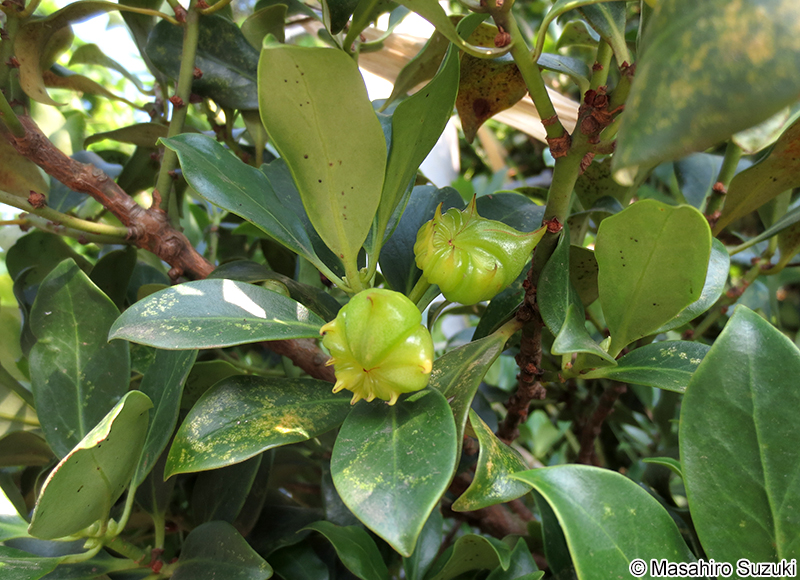 シキミ Illicium anisatum