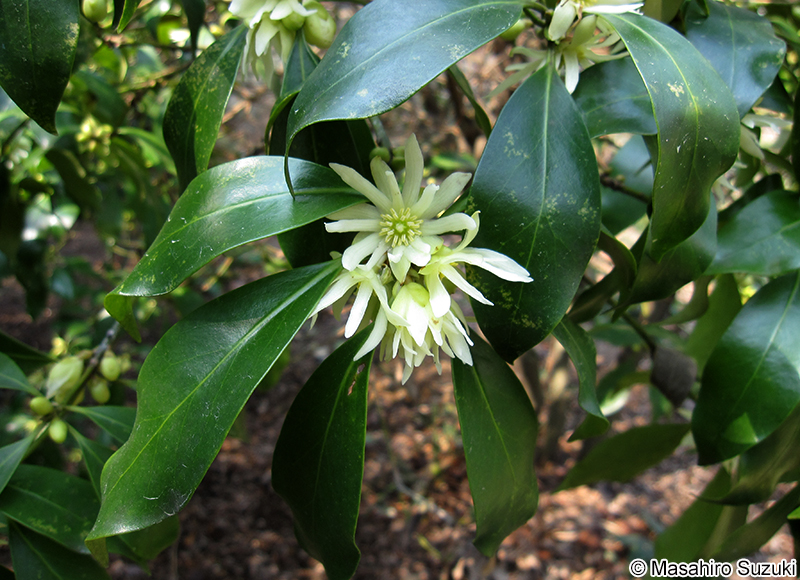 シキミ Illicium anisatum
