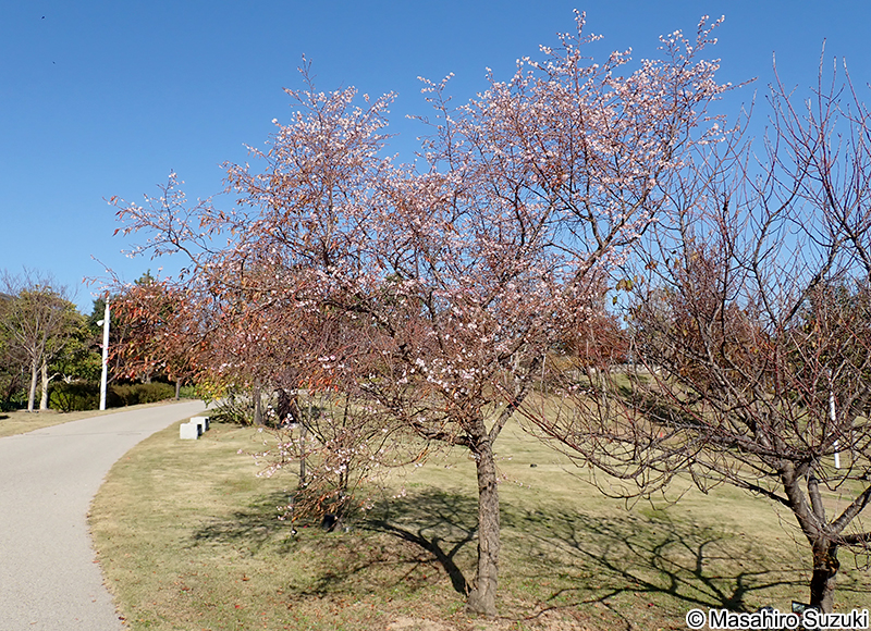 シキザクラ（四季桜） Cerasus x subhirtella 'Semperflorens'
