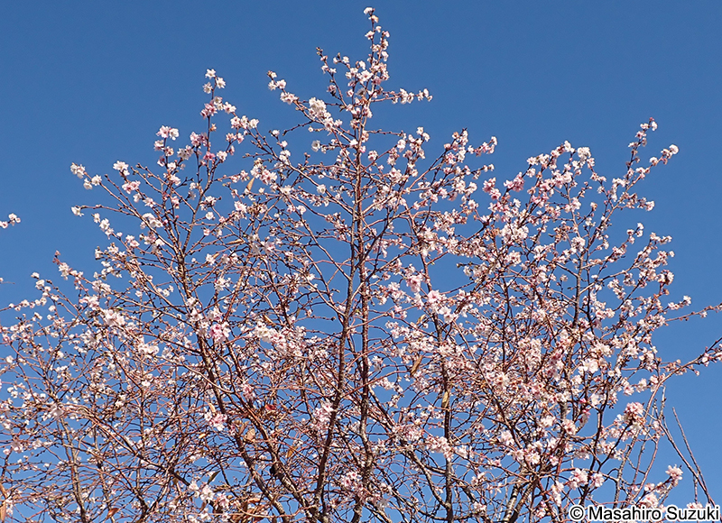 シキザクラ（四季桜） Cerasus x subhirtella 'Semperflorens'