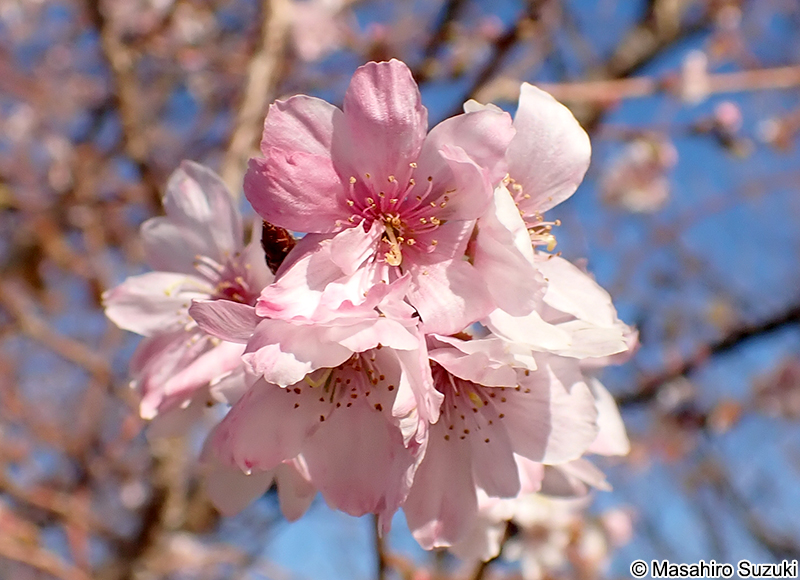 シキザクラ（四季桜） Cerasus x subhirtella 'Semperflorens'