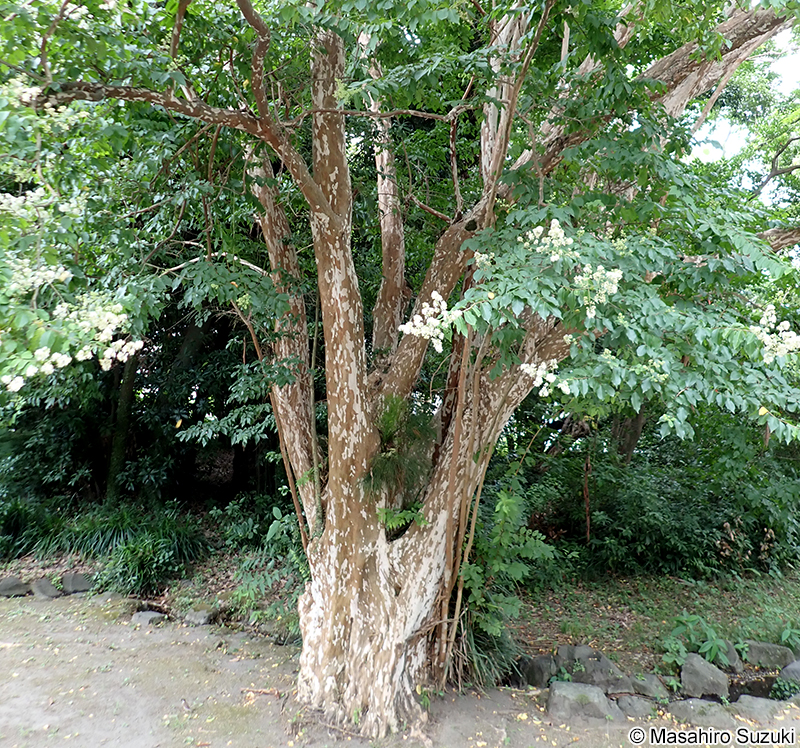 シマサルスベリ Lagerstroemia subcostata