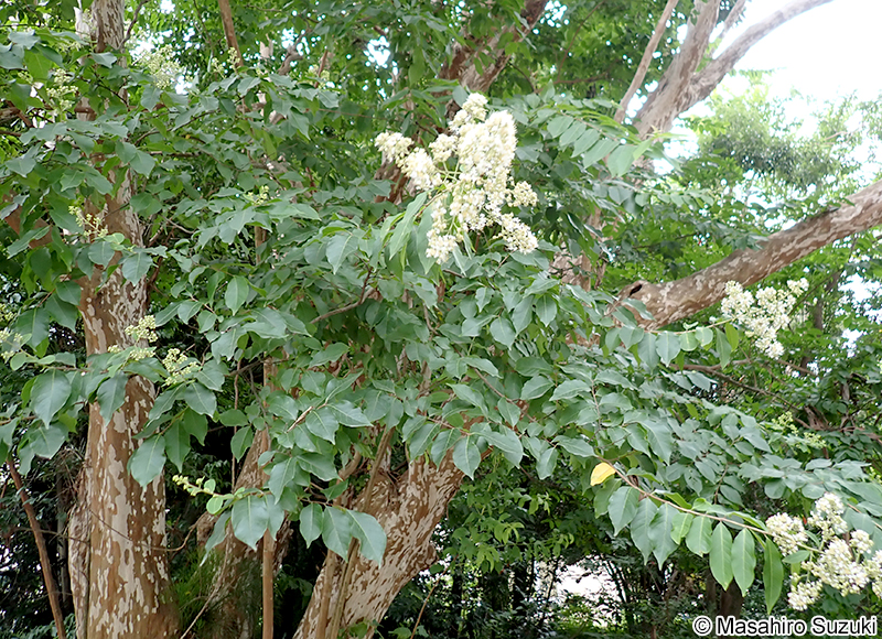 シマサルスベリ Lagerstroemia subcostata