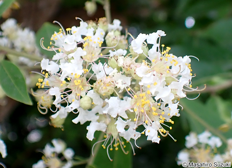 シマサルスベリ Lagerstroemia subcostata