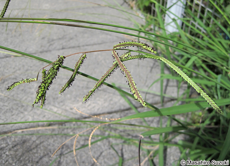シマスズメノヒエ Paspalum dilatatum