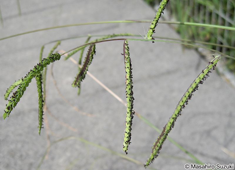 シマスズメノヒエ Paspalum dilatatum