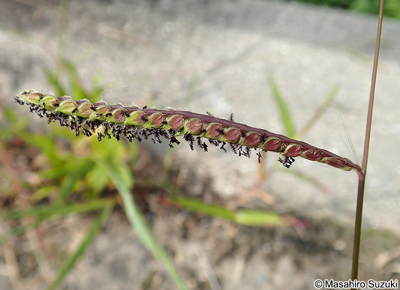 シマスズメノヒエ Paspalum dilatatum