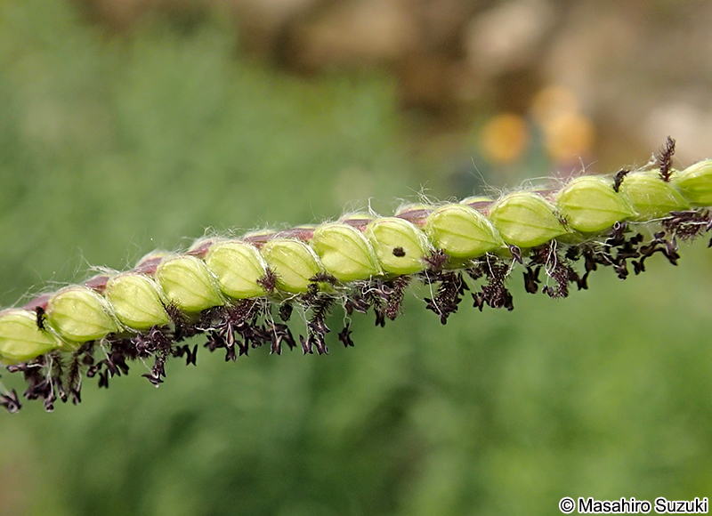 シマスズメノヒエの小穂