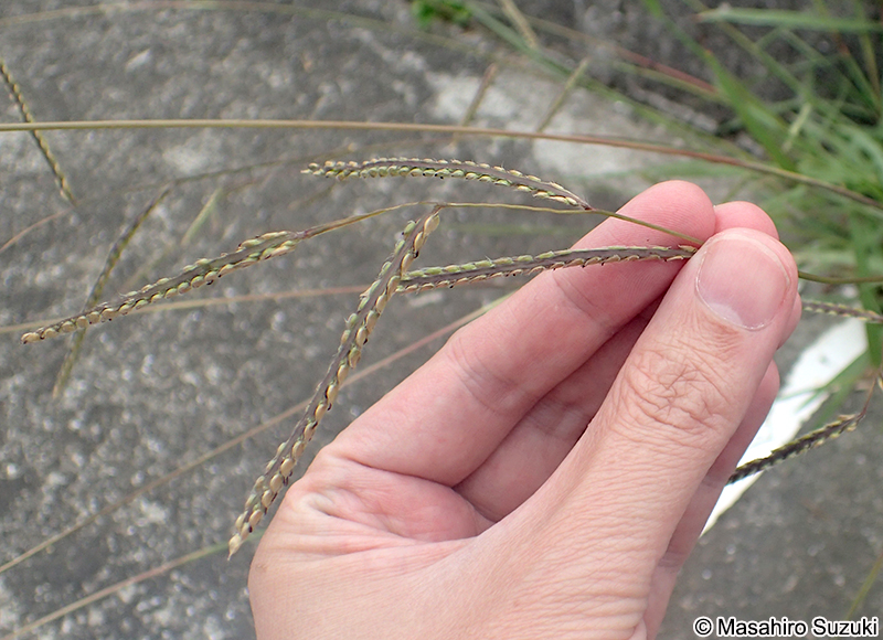 シマスズメノヒエ Paspalum dilatatum