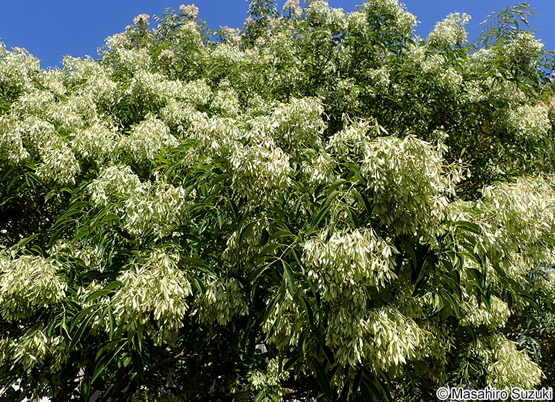 シマトネリコ Fraxinus griffithii